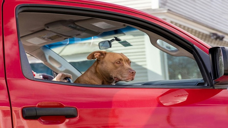 Can All Pets Travel On A Plane Across Australia?